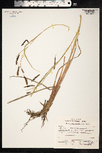 Carex lyngbyei image