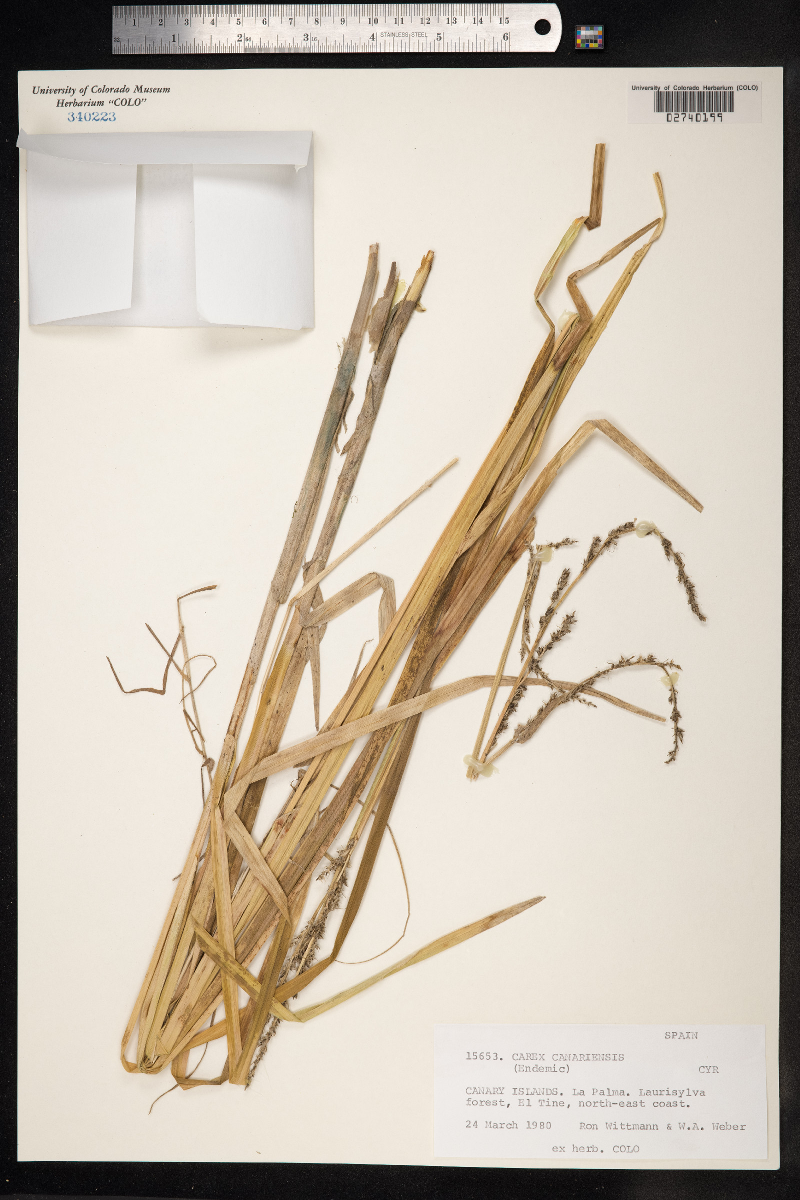 Carex canariensis image