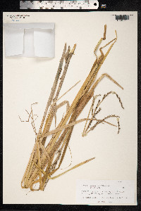 Carex canariensis image
