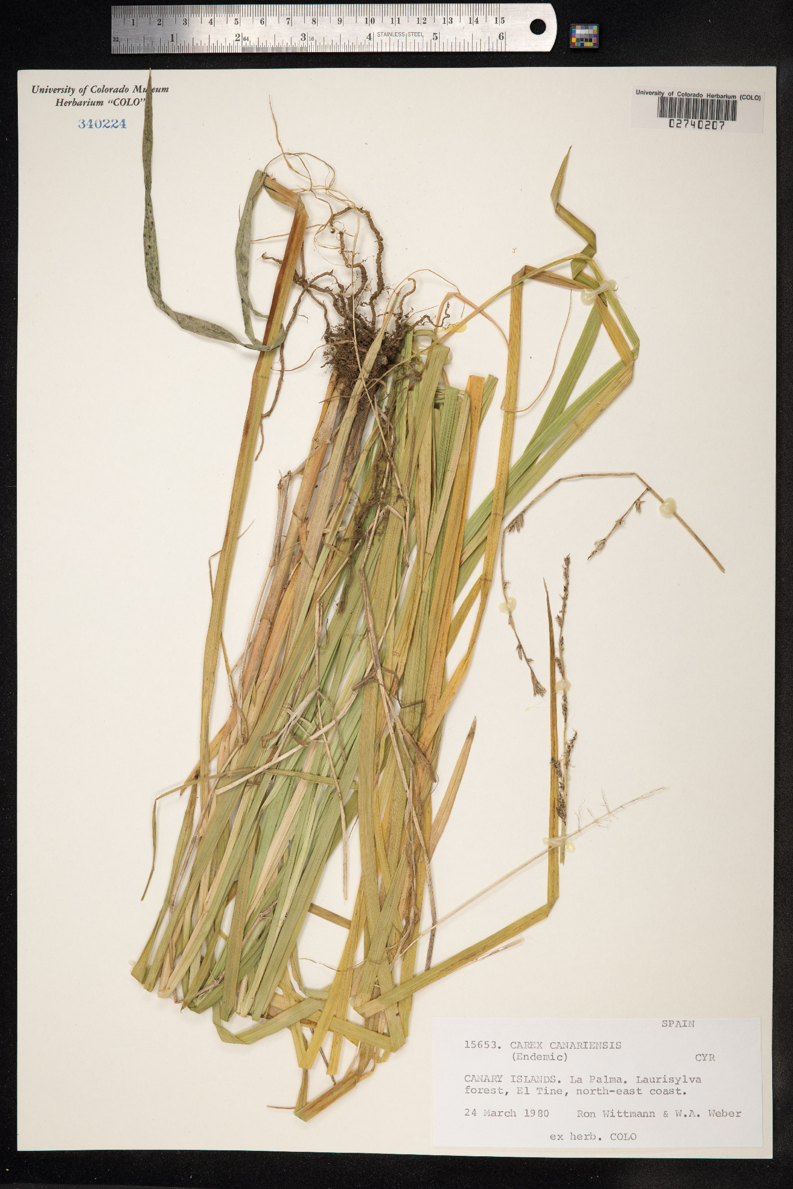 Carex canariensis image