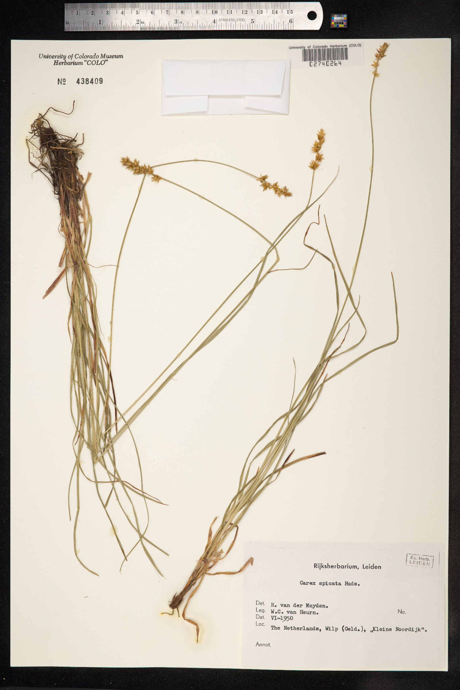 Carex spicata image