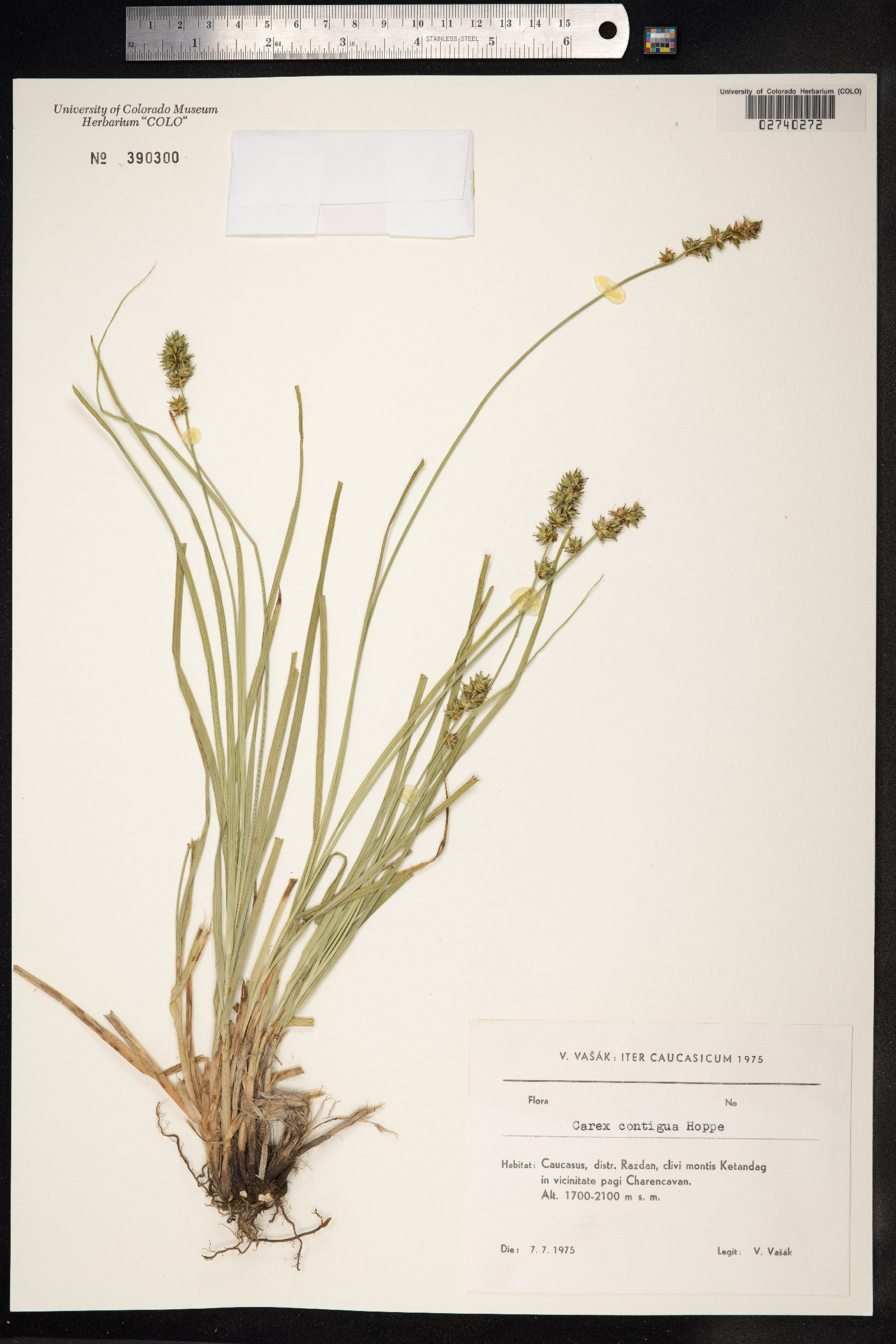 Carex spicata image