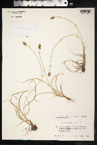 Carex spicata image