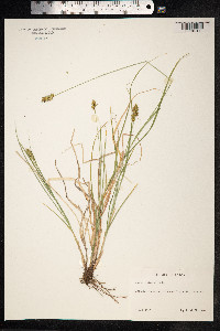 Carex spicata image