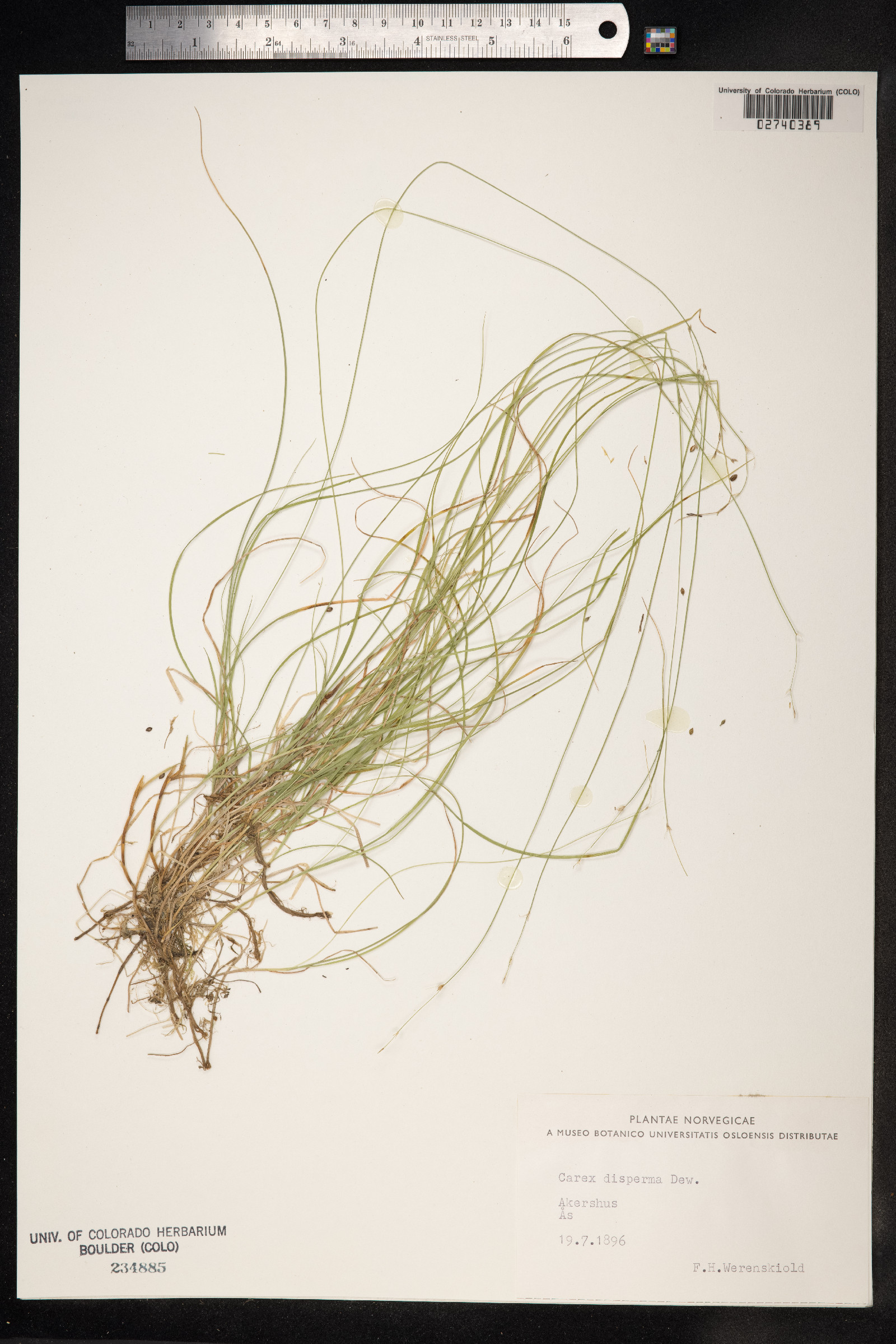 Carex disperma image