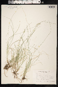 Carex disperma image