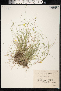 Carex disperma image