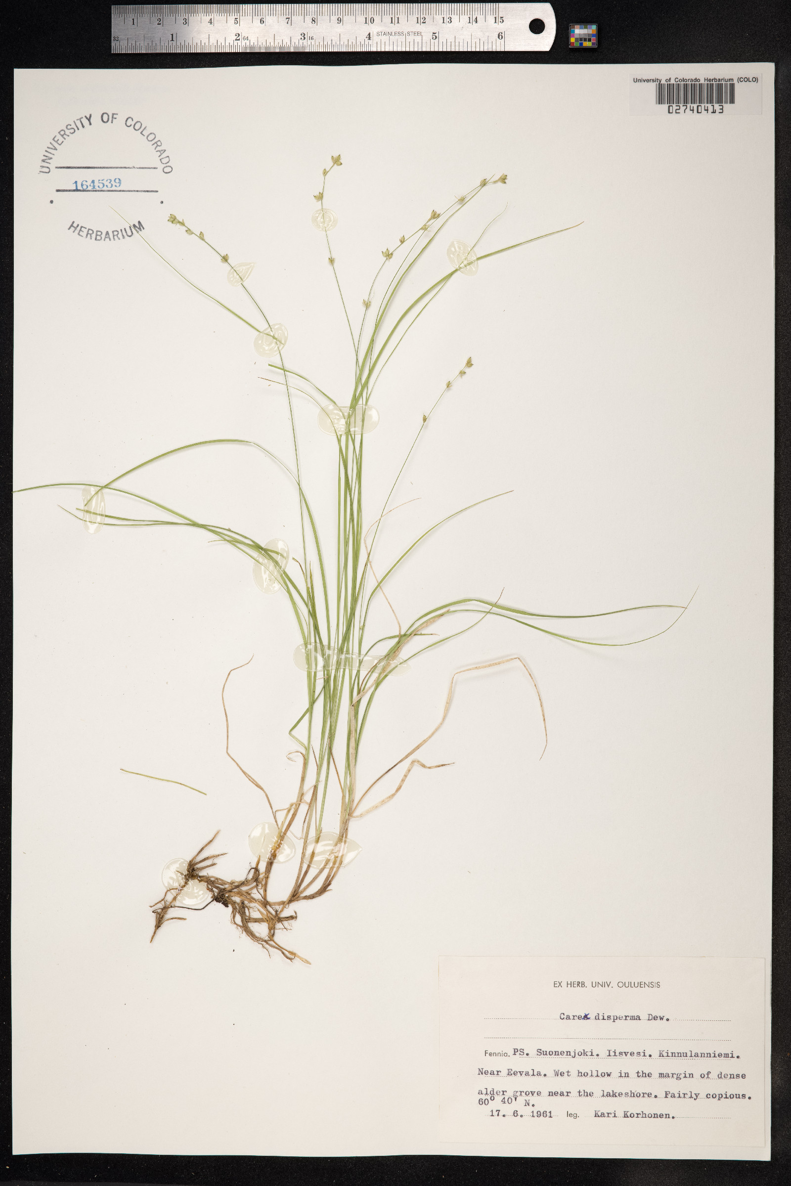 Carex disperma image
