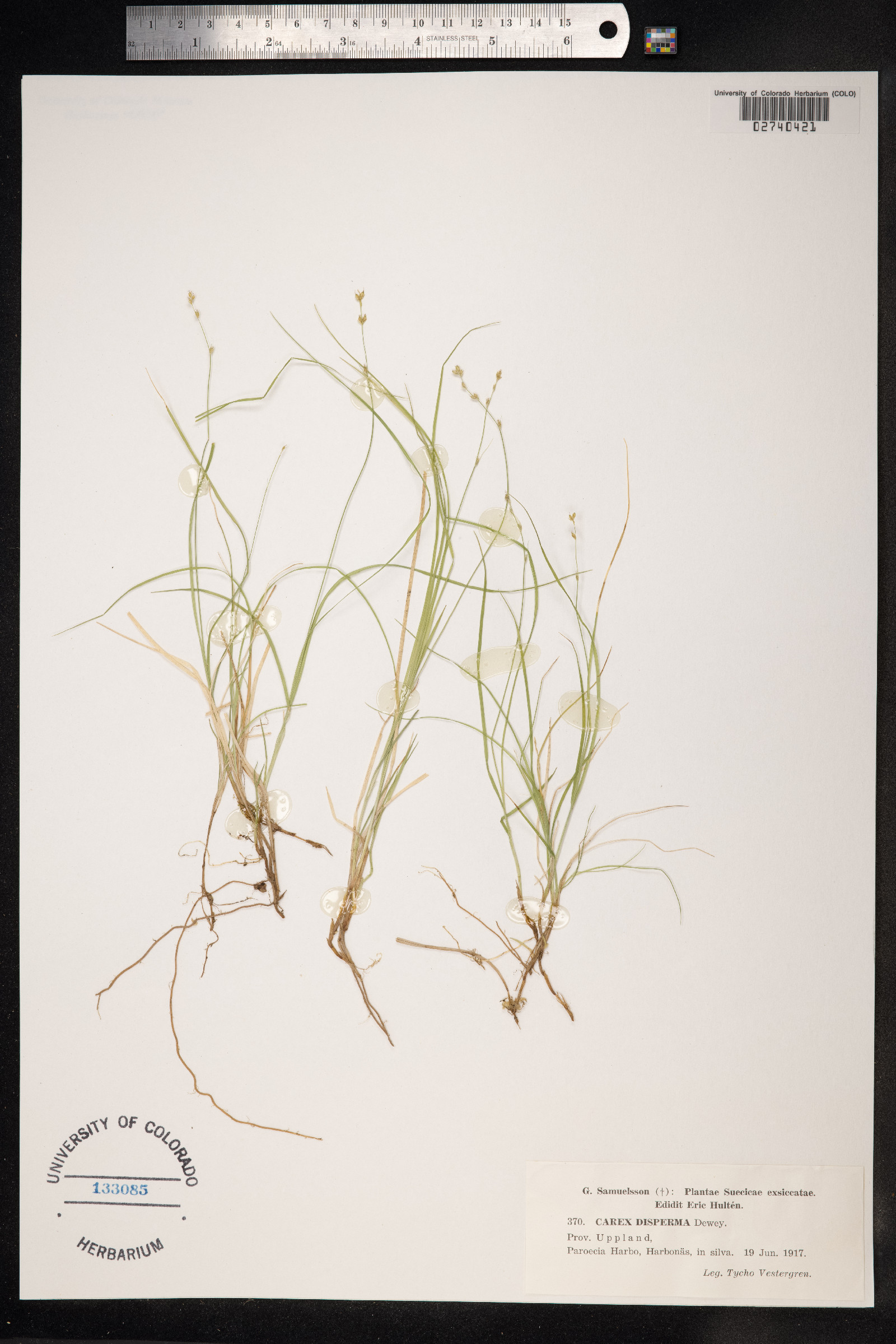 Carex disperma image