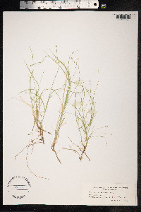 Carex disperma image