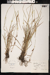 Carex distans image