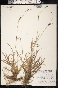 Carex distans image