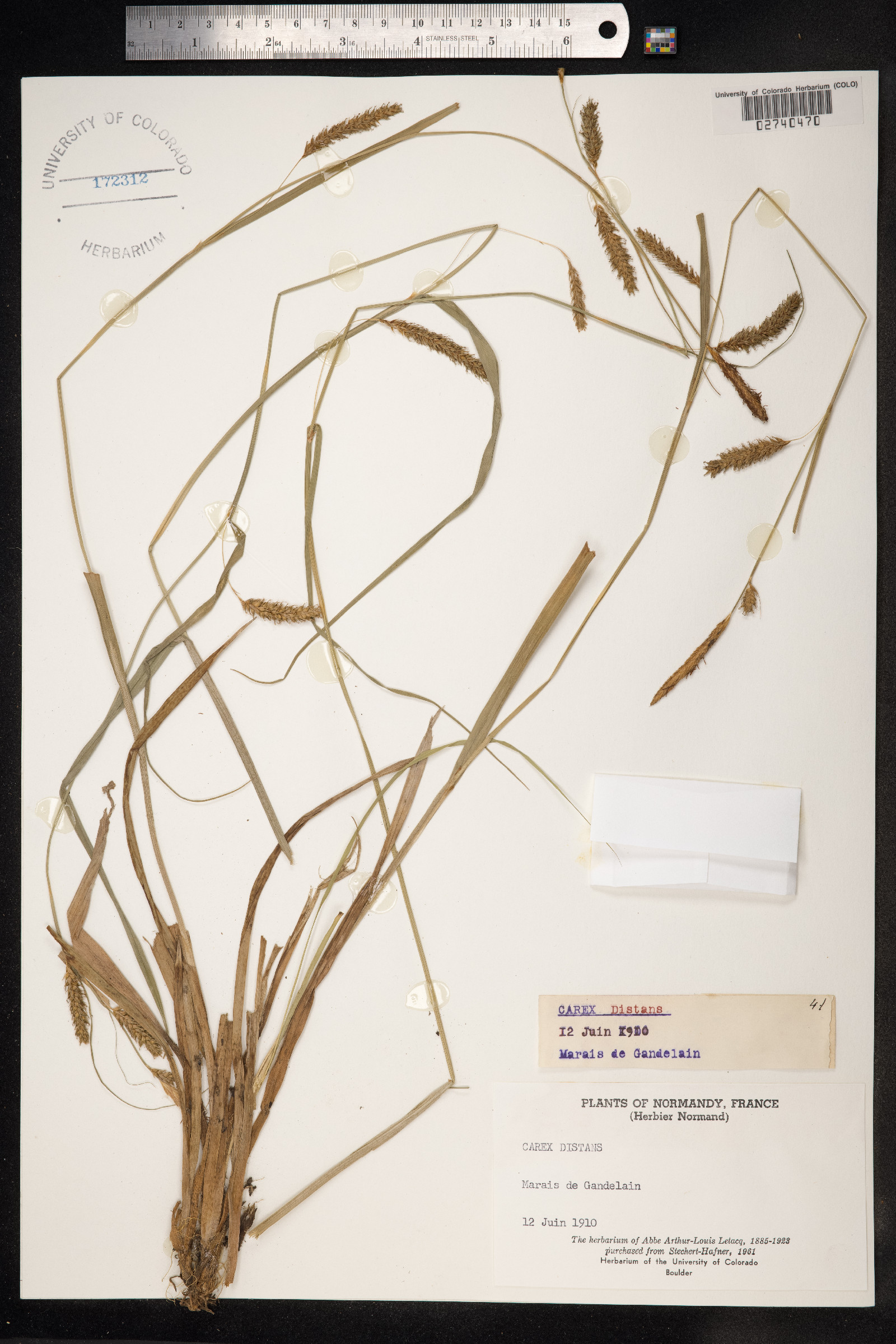 Carex distans image