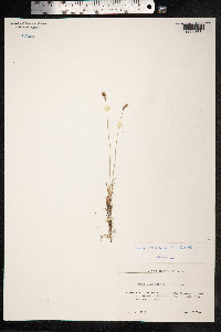 Carex duriuscula image