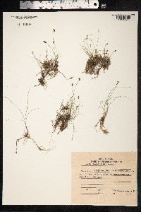 Carex duriuscula image