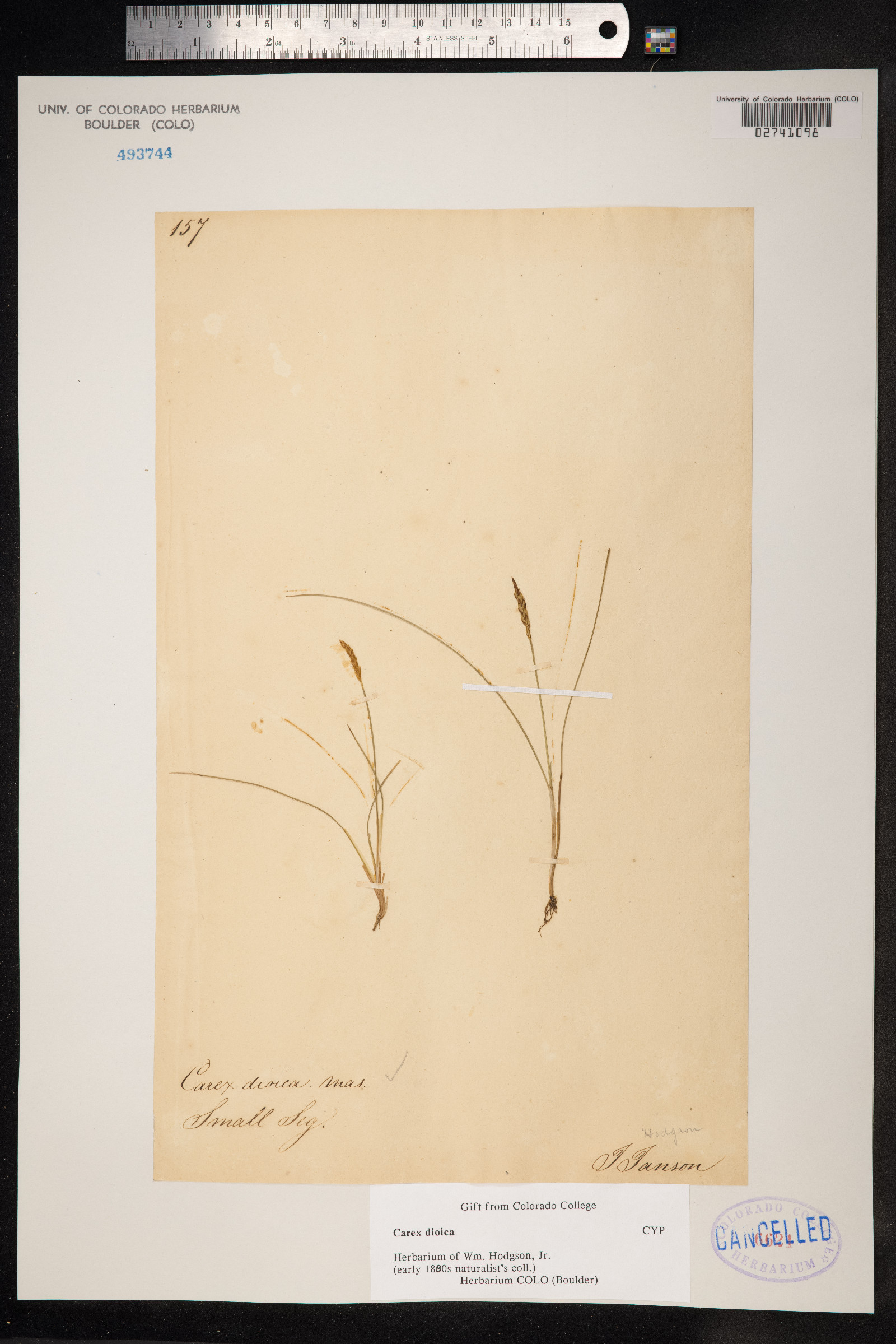 Carex dioica image