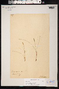 Carex dioica image