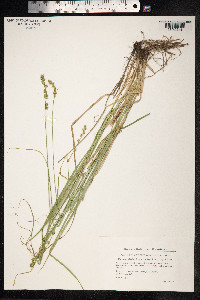 Carex divulsa image