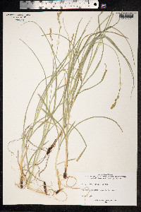 Carex divulsa image