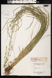 Carex divulsa image