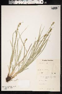 Carex divulsa image