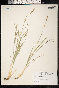 Carex divulsa image