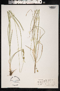 Carex divulsa image