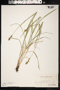 Carex divulsa image