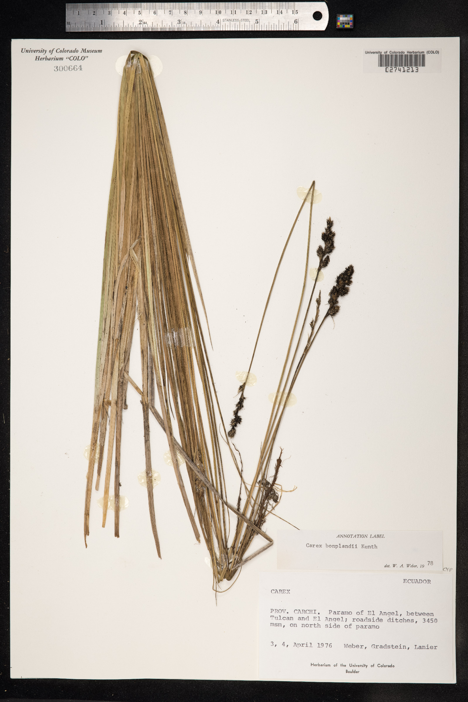 Carex bonplandii image