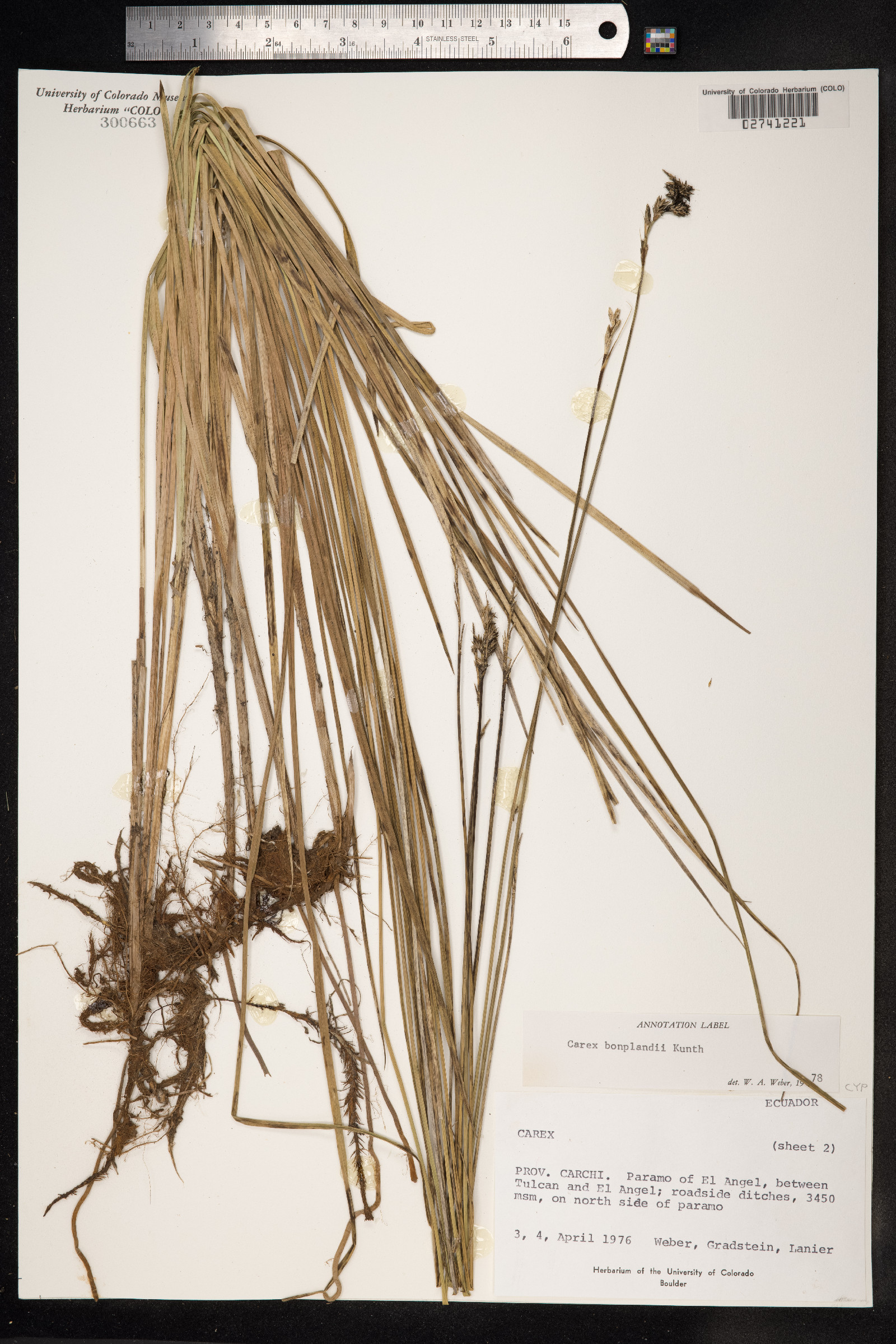 Carex bonplandii image