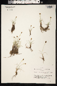 Carex duriuscula image