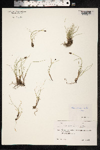 Carex duriuscula image