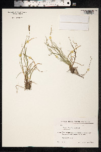 Carex divulsa image