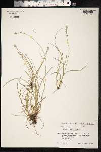 Carex divulsa image