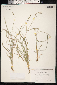 Carex divulsa image
