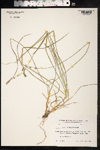 Carex divulsa image