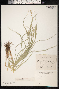 Carex divulsa image