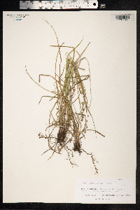 Carex divulsa image