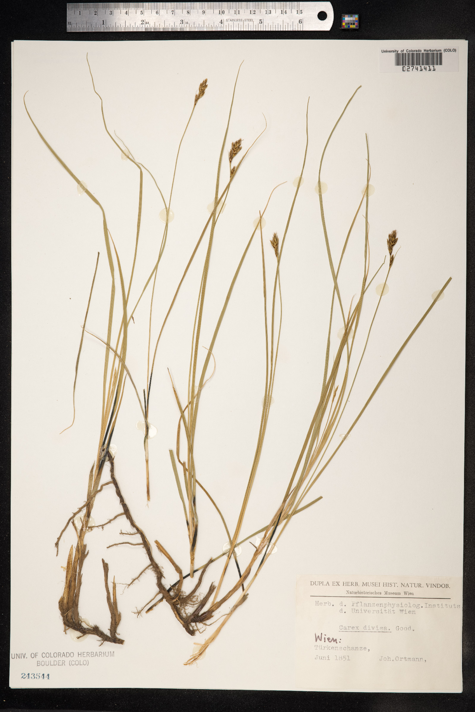 Carex divisa image