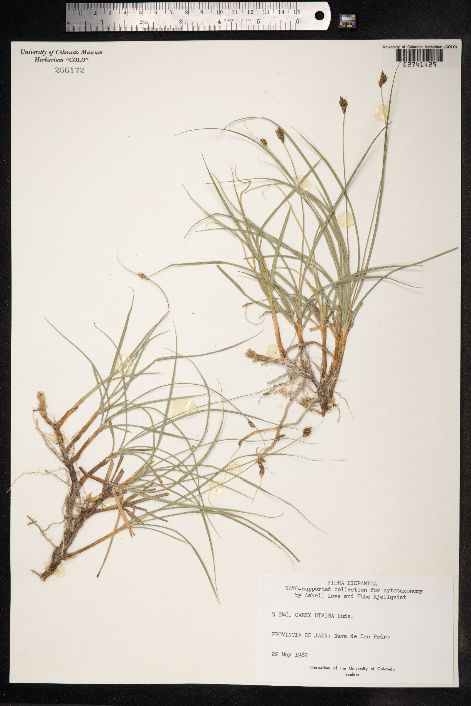 Carex divisa image