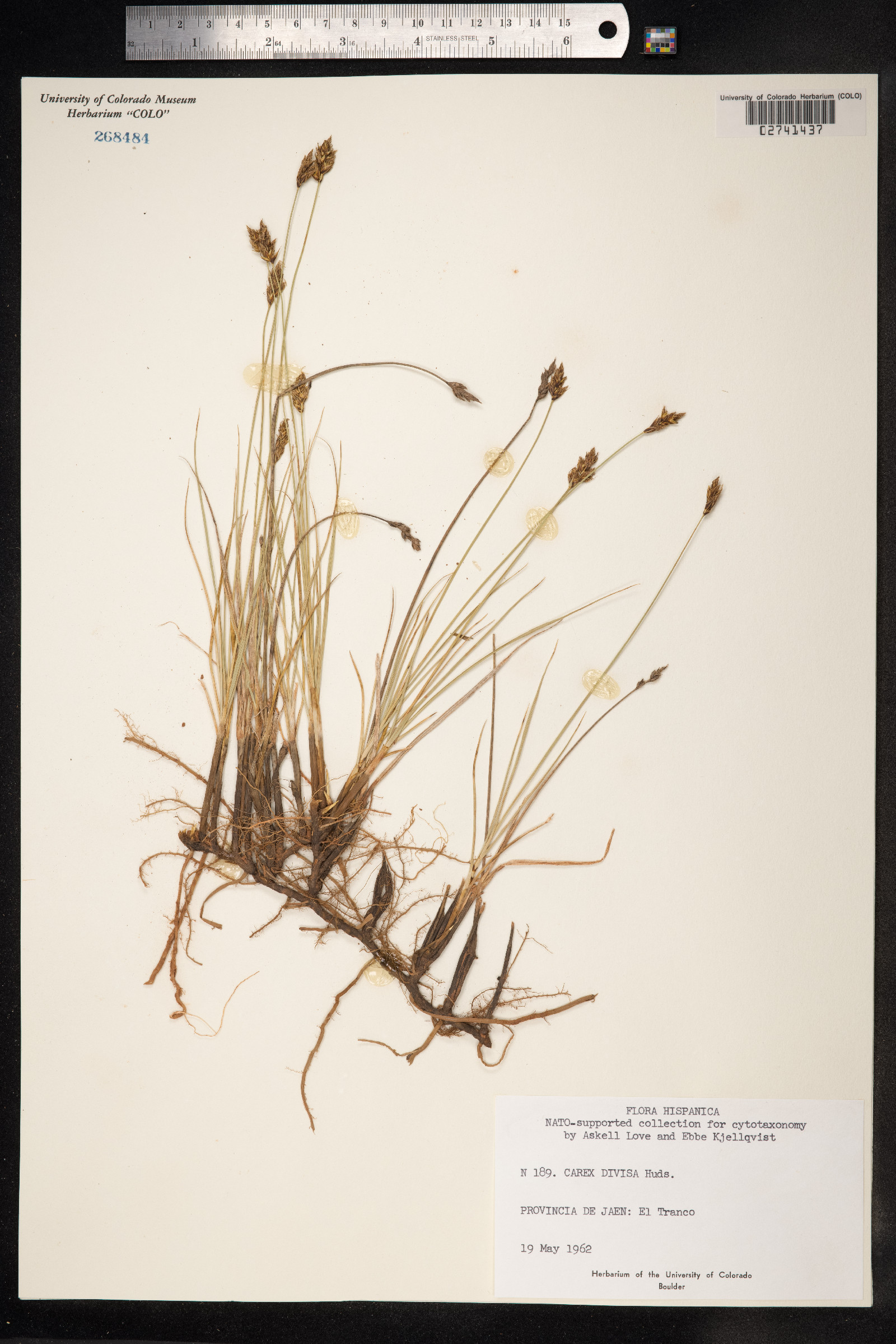 Carex divisa image