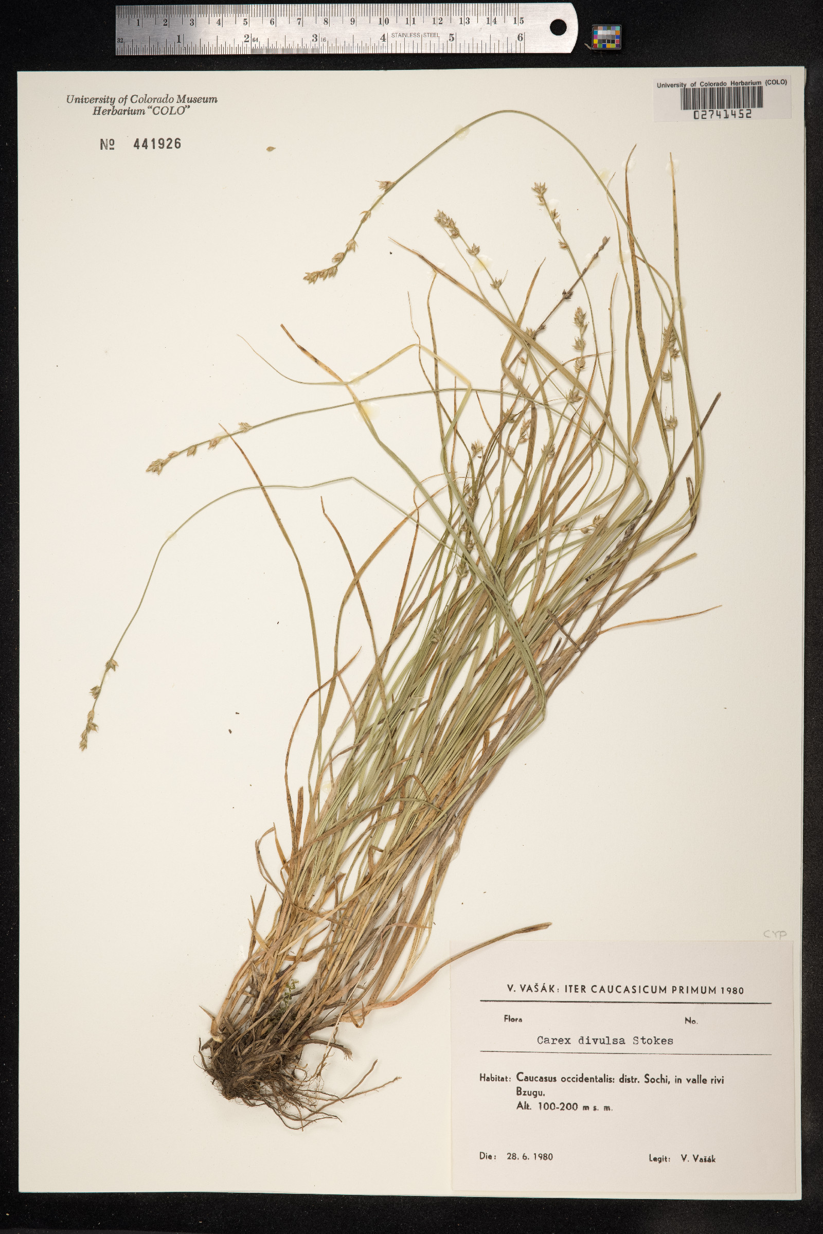 Carex divulsa image