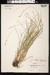 Carex divulsa image