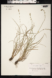 Carex divulsa image
