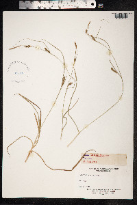 Carex distans image