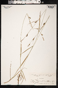Carex distans image