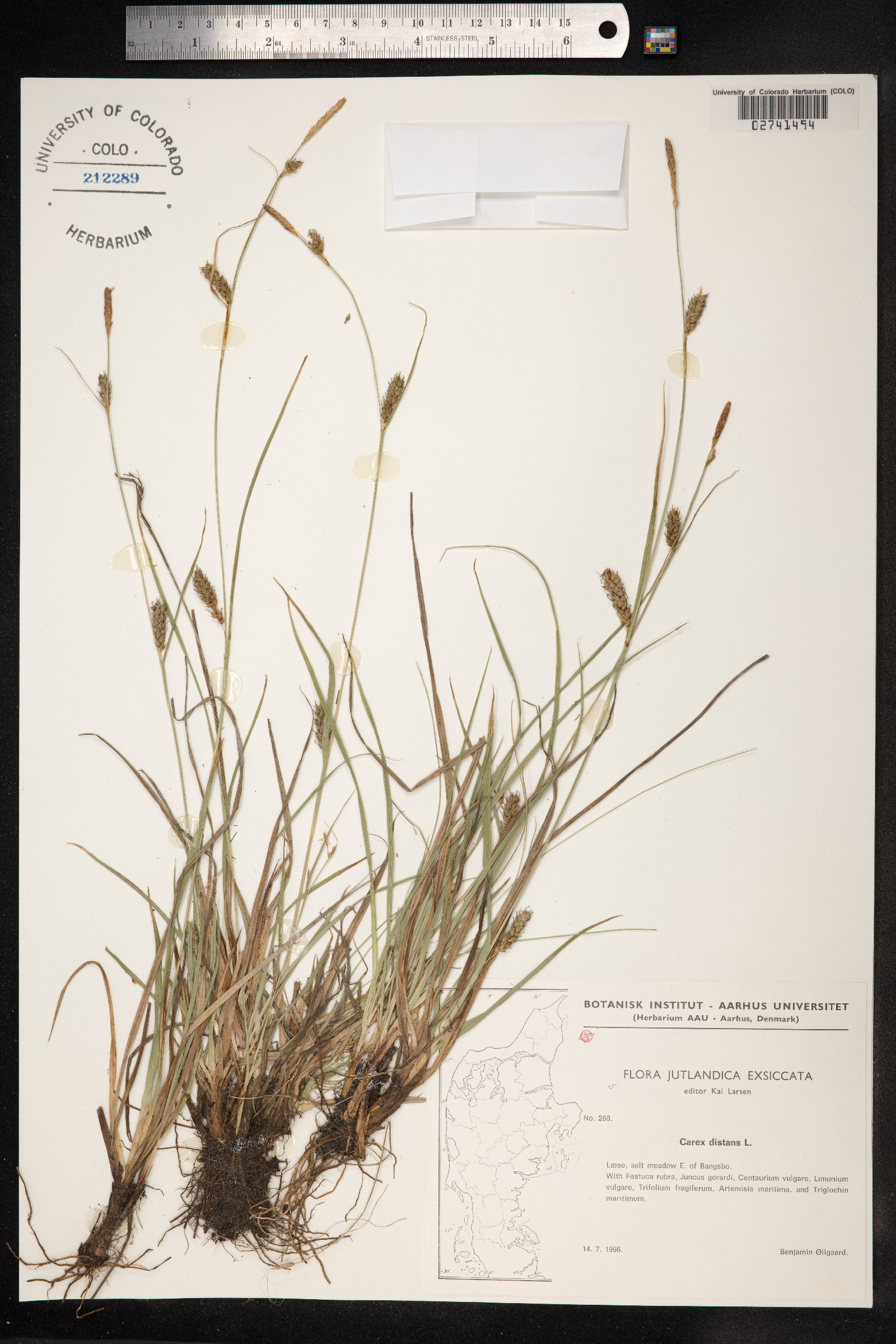 Carex distans image