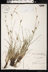 Carex distans image
