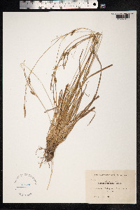 Carex distans image