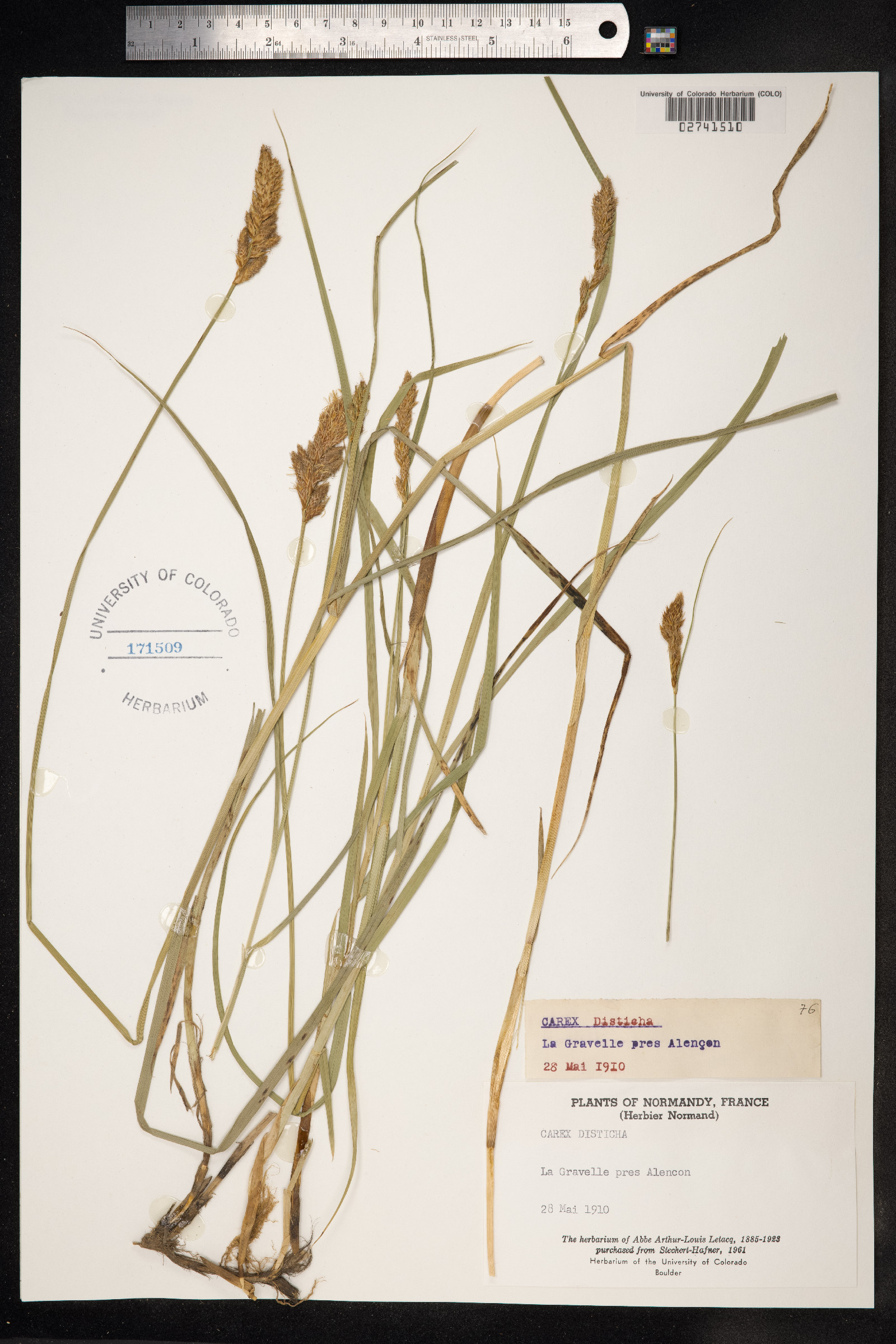 Carex disticha image